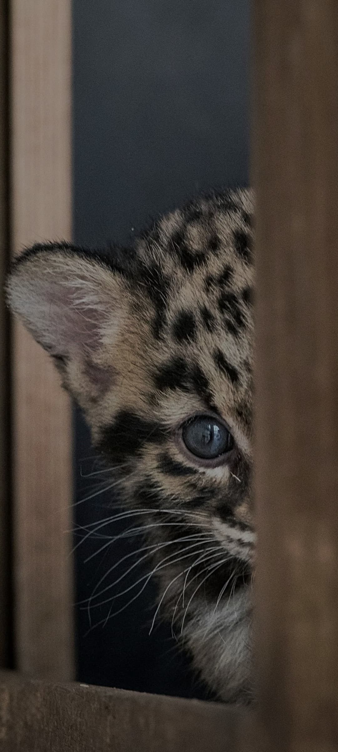 Profil de El, 28 ans, Rencontre BDSM à Frasnacht (Thurgovie)