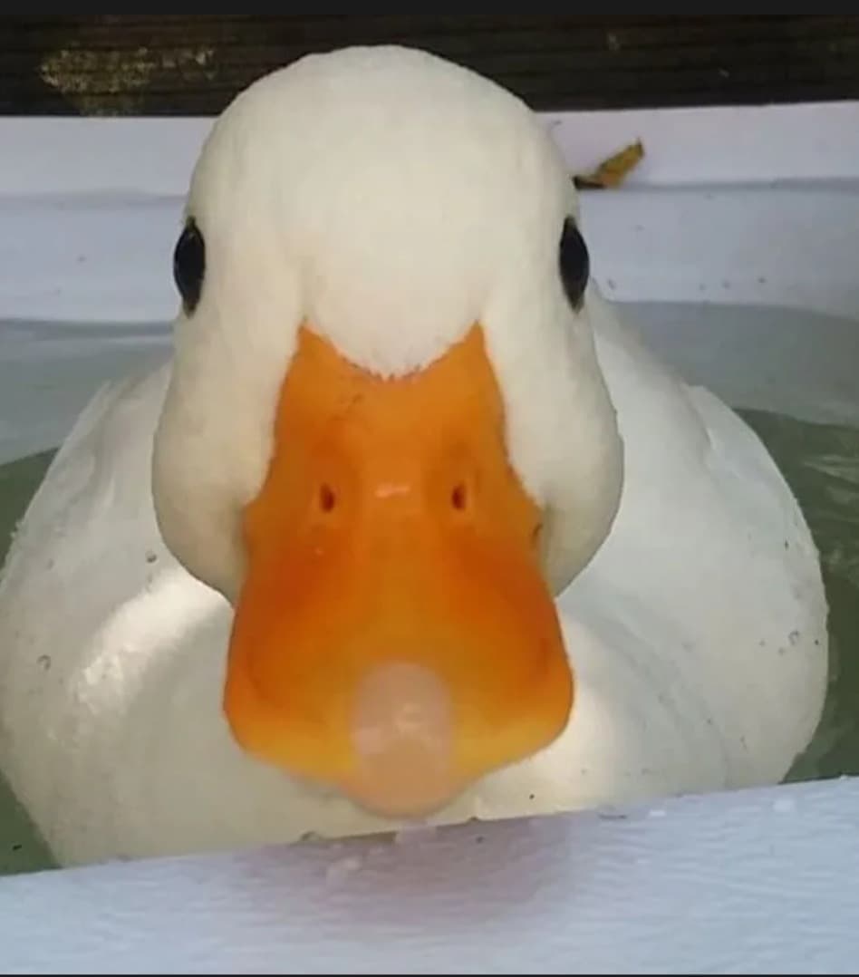 Profil de Sadio, 28 ans, Rencontre BDSM à Betschwanden (Glaris)