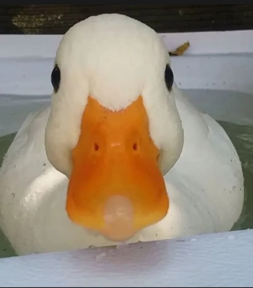 Alyx Rencontre bdsm Pont-de-la-Morge (Sion)